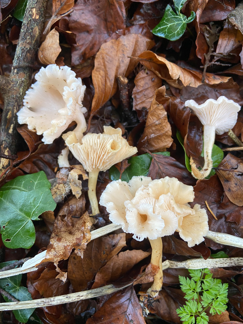 Photo by Sarah Ebdon Leucocybe houghtonii by Sarah Ebdon